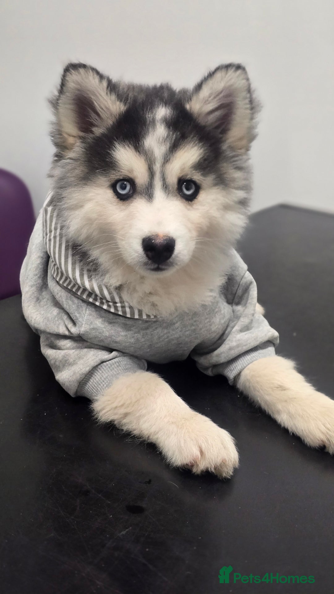 Pomsky dogs for sale: Pomsky F3 Pups -Read Descp - Image 11