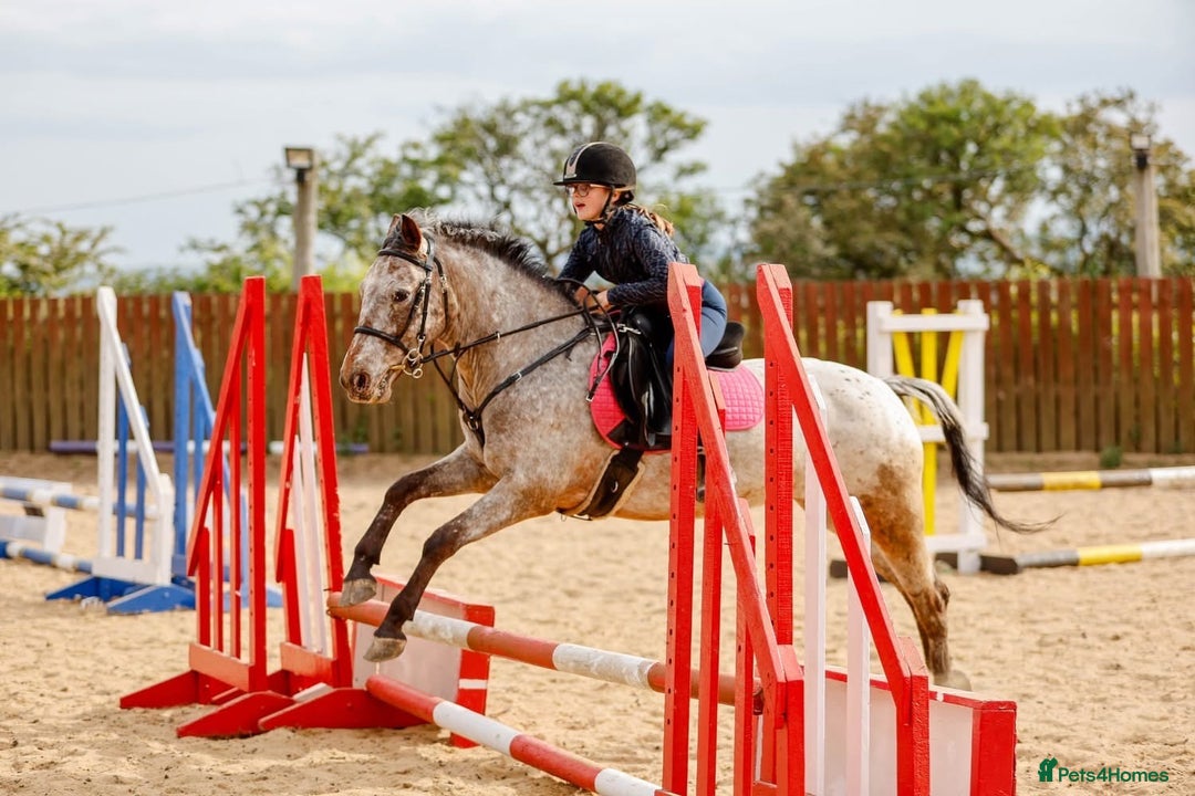 Appaloosa horses for sale: 13.1 hh Appaloosa Mare  - Image 5
