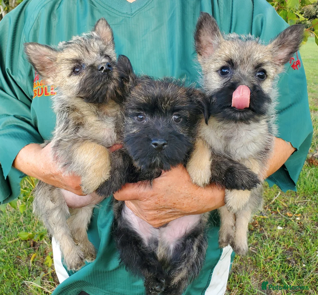 Cairn Terrier dogs for sale: Beautiful litter of Pedigree Cairn Terrier’s  - Advert 5