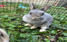 Netherland Dwarf rabbits for sale: 3 Netherland dwarf rabbits  - Image 11
