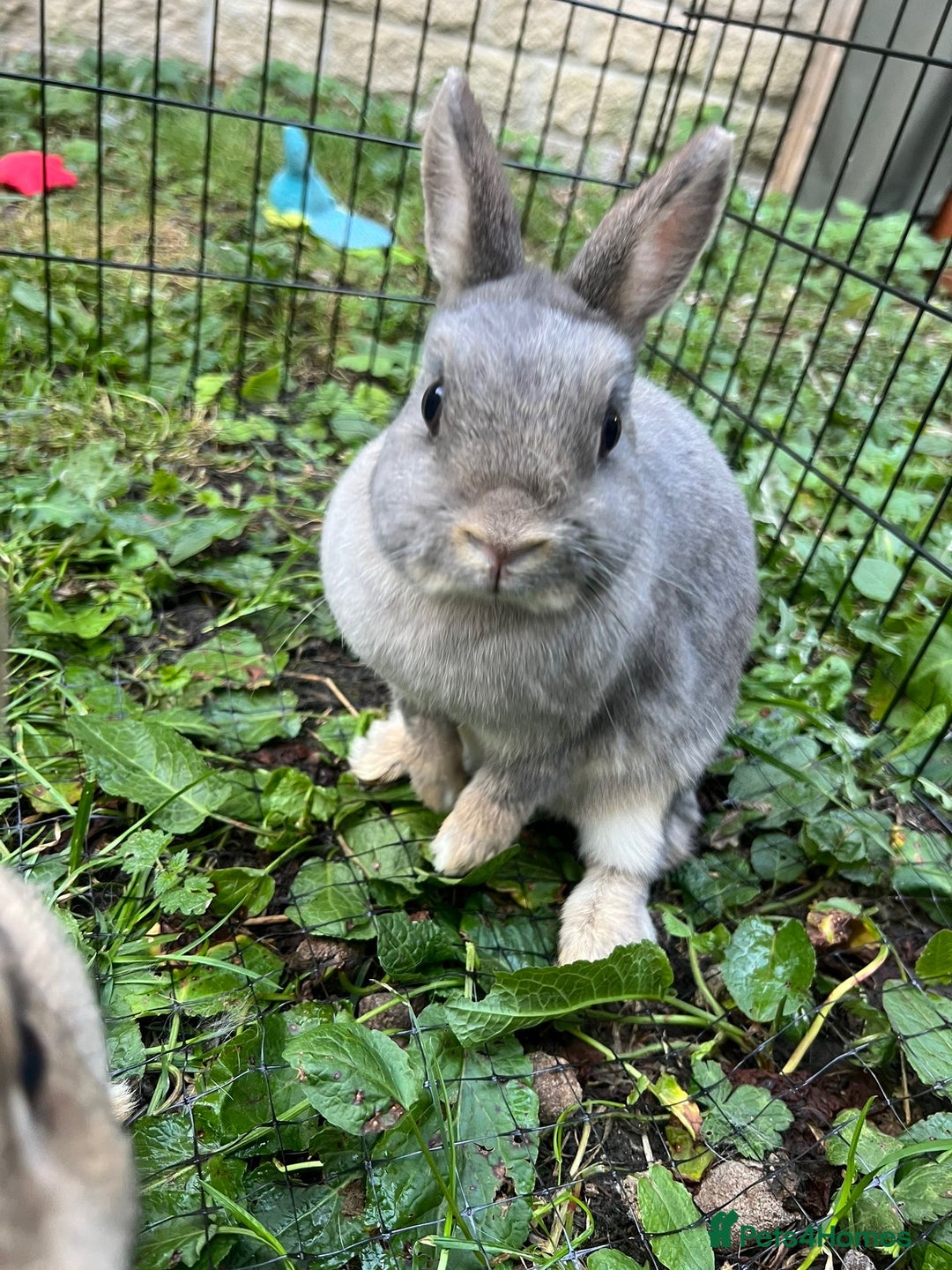 Netherland Dwarf rabbits for sale: 3 Netherland dwarf rabbits  - Image 11