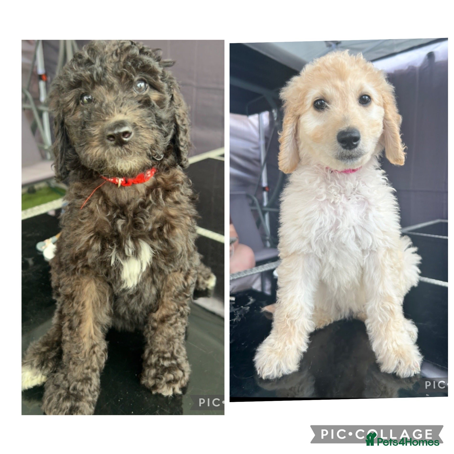 Labradoodle dogs Ready rare silvering f1bb standard labradoodles  - Advert 1