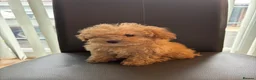 Cavapoo dogs for sale: F1B cavapoo puppies!! - Advert 5