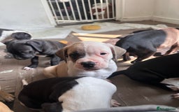Mixed Breed dogs for sale: Cane corso x staffy  - Image 3