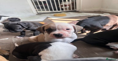 Mixed Breed dogs - Advert 3
