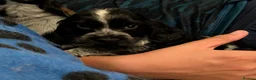 Cocker Spaniel dogs for sale: KC Show Cocker Spaniel Pups Health Tested Parents - Advert 12