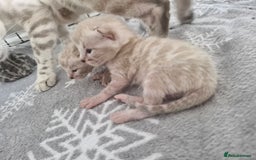 Bengal cats for sale: LAST 1! HEALTH TESTED bengal kittens TICA  - Image 20