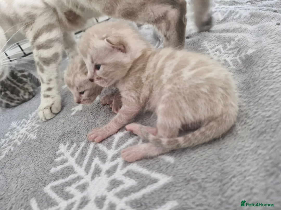 Bengal cats for sale: LAST 1! HEALTH TESTED bengal kittens TICA  - Image 20