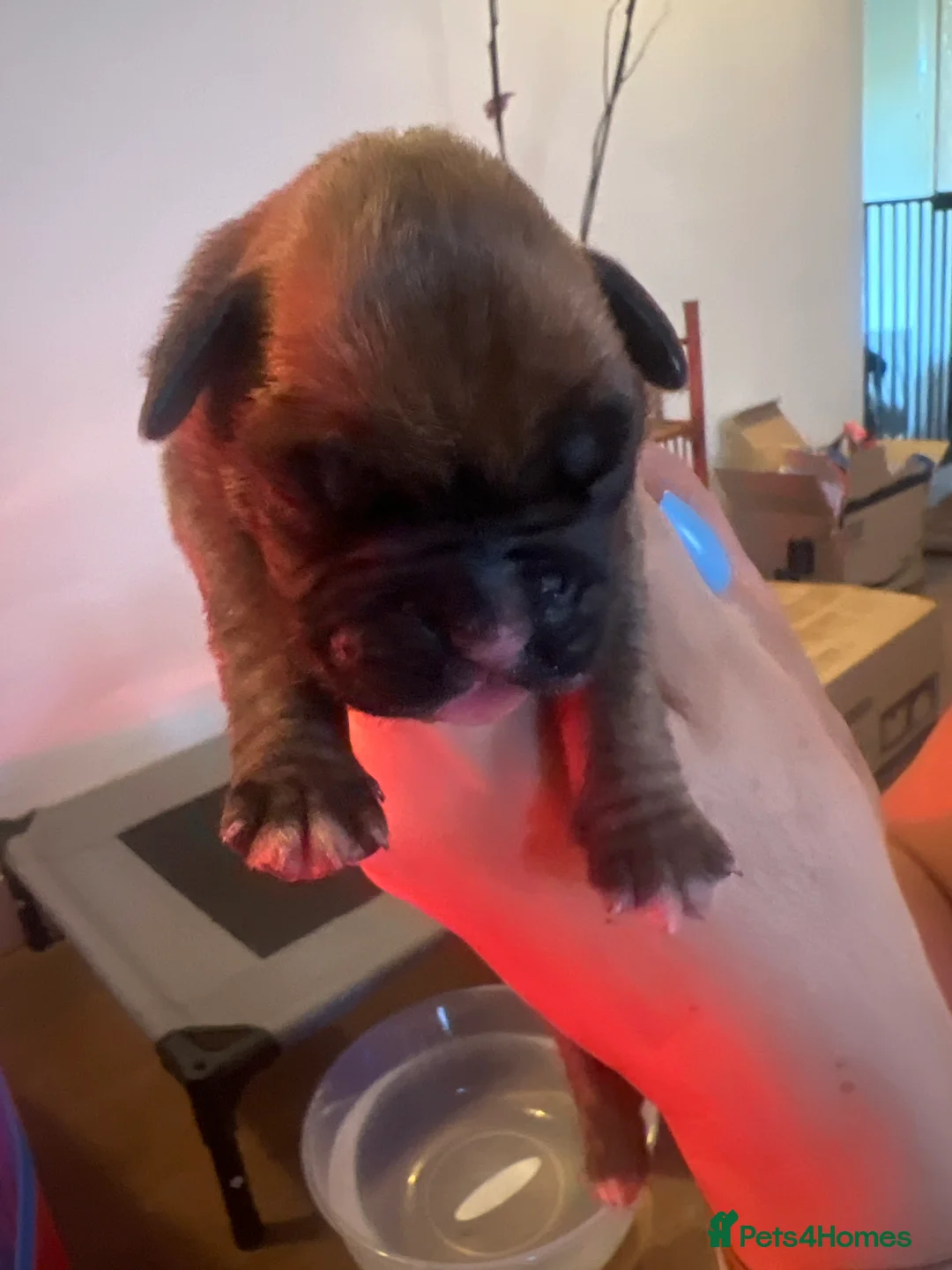 Boxer dogs for sale: Beautiful dark brindle boxer pups  - Advert 2