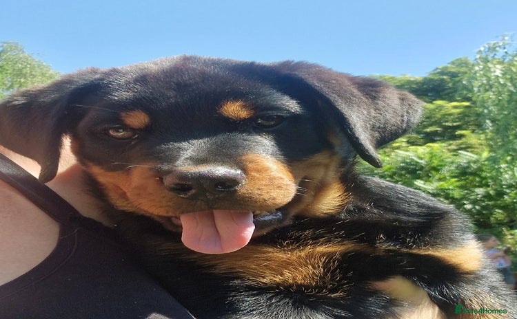 Rottweiler dogs in Dunstable - Advert 4