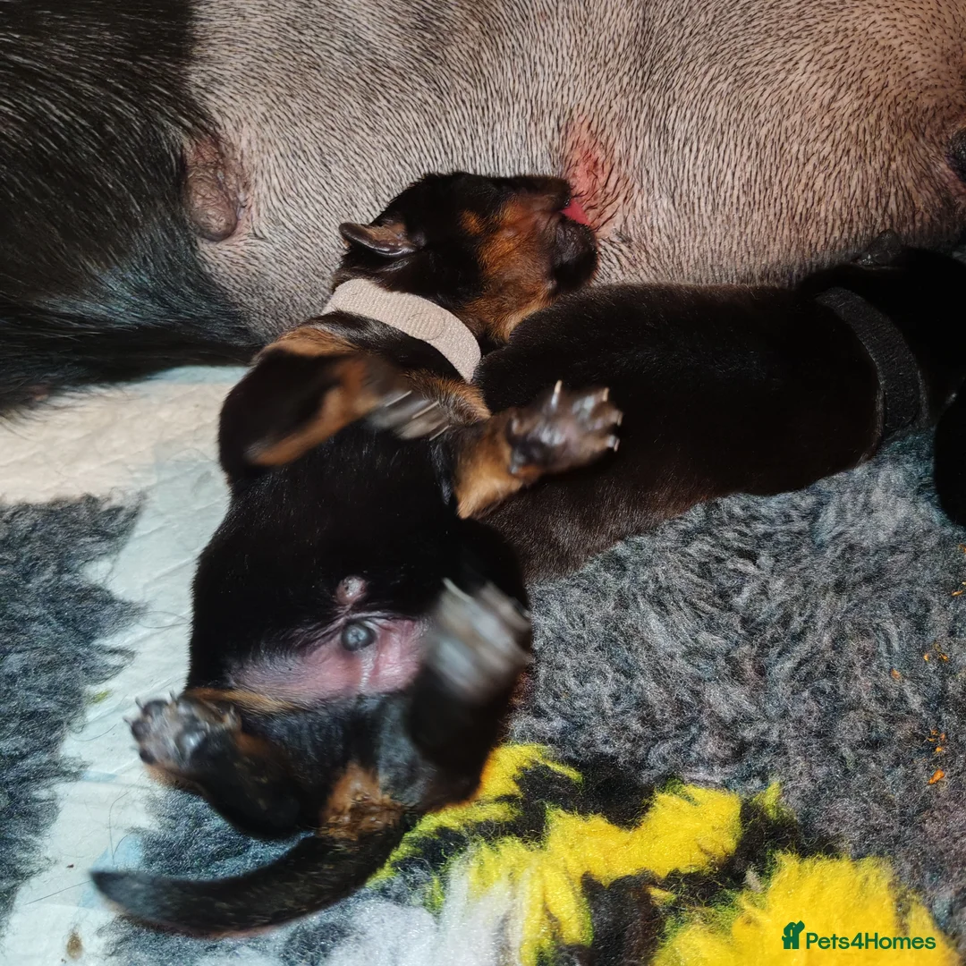 Rottweiler dogs for sale: Excellent Pedigree Dog Puppy - Advert 32