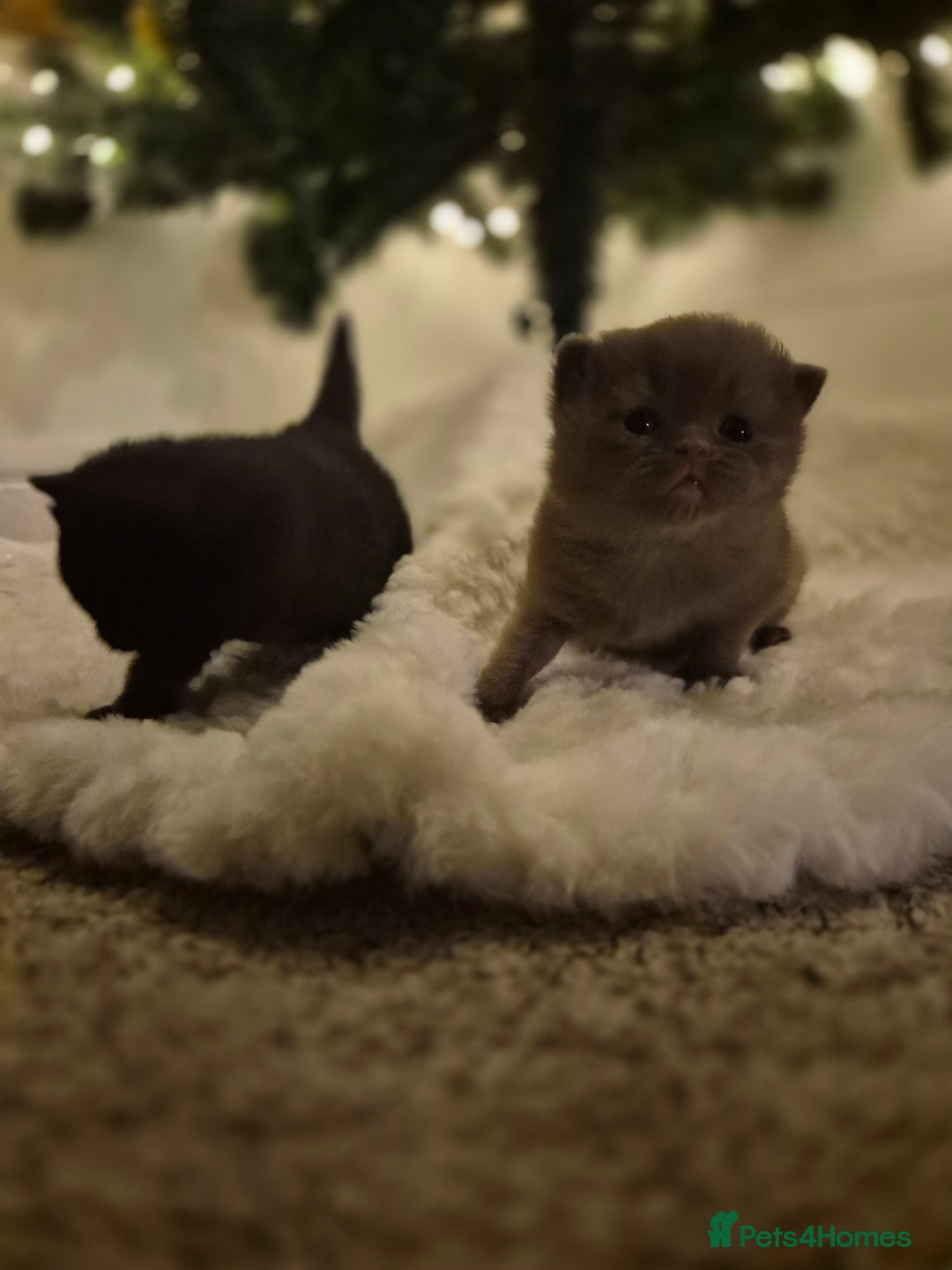 British Shorthair cats for sale: 2 GCCF female British short hair kittens  - Advert 5