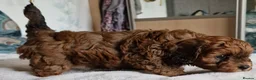 Cavapoochon dogs for sale: Gorgeous litter cavapoochon puppies  - Advert 3