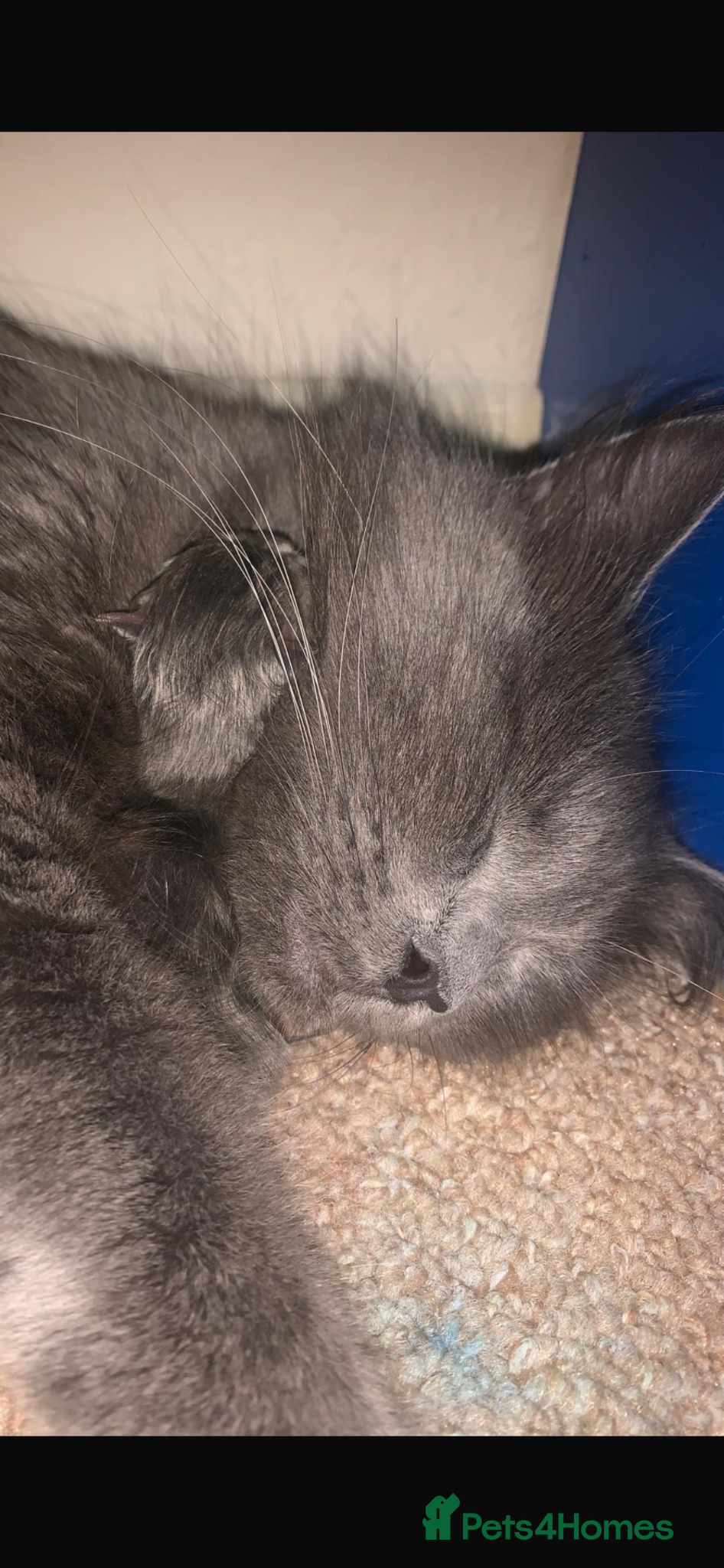 British Longhair cats Stunning kittens  - Advert 6