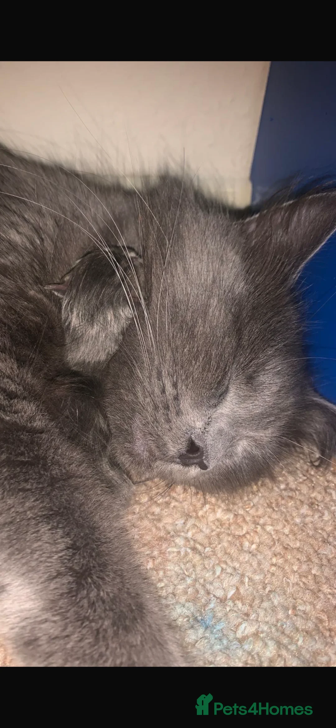 British Longhair cats for sale: Stunning kittens  in Northampton - Advert 1