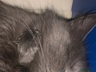 British Longhair cats Stunning kittens - Advert 6