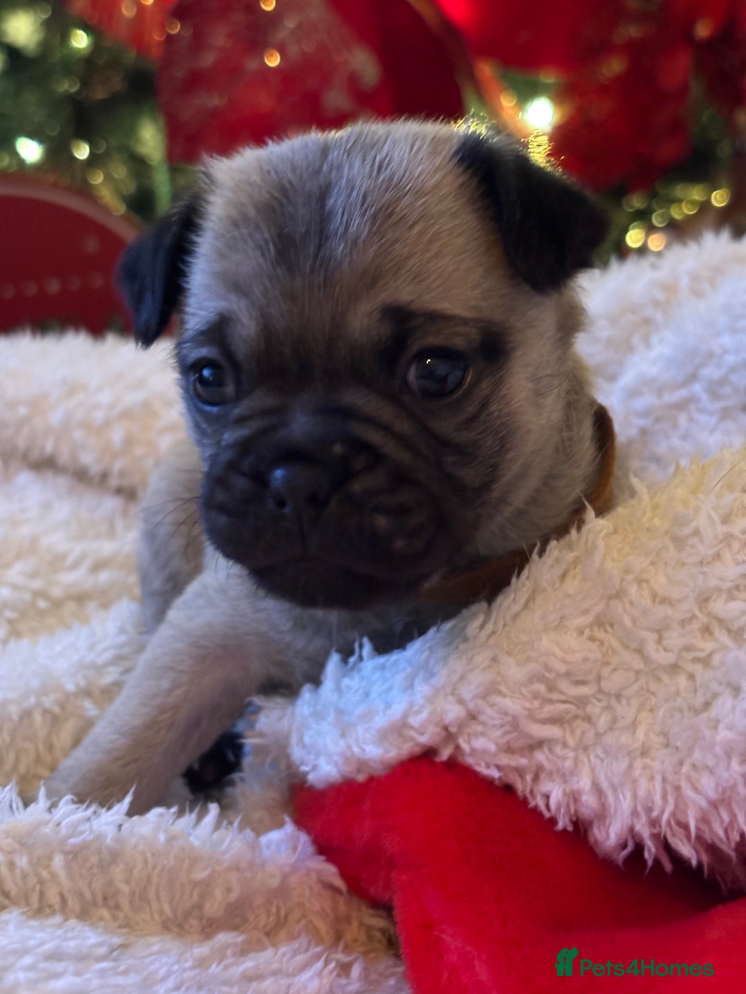 Pug dogs for sale: Pug puppies - Advert 17
