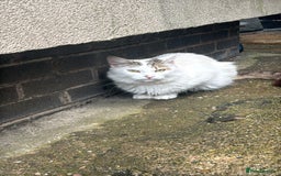 Mixed Breed cats for sale: Two beautiful ladies 💜 - Image 24