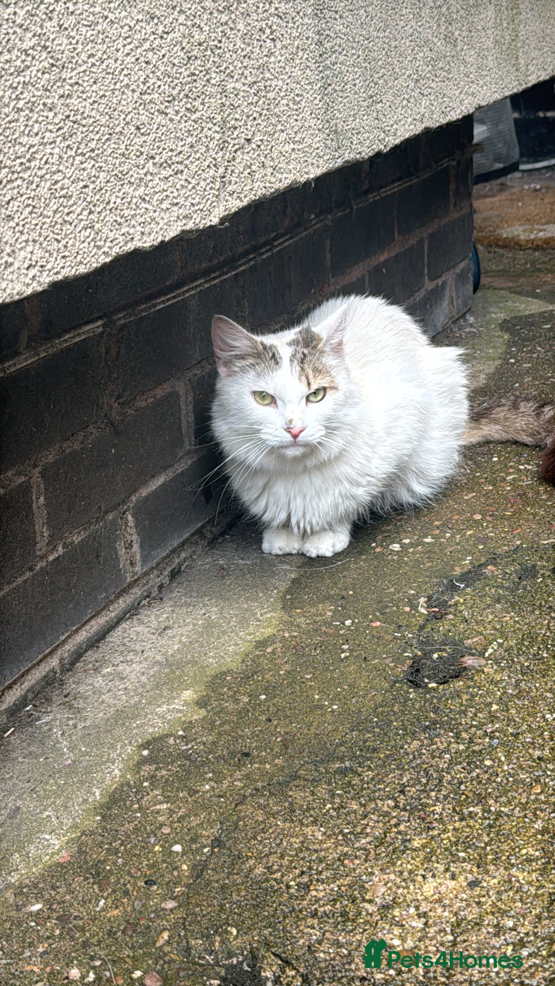 Mixed Breed cats for sale: Two beautiful ladies 💜 - Image 24