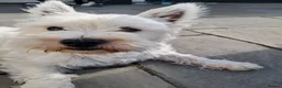 West Highland Terrier dogs for sale:  2 year old West Highland Terrier Kc reg Female - Advert 4