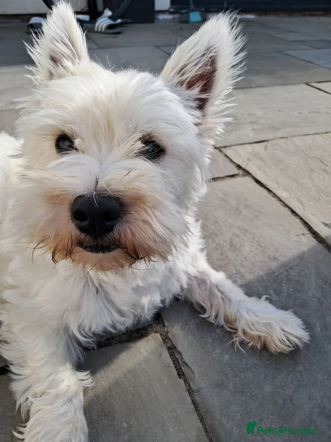 West Highland Terrier dogs for sale:  2 year old West Highland Terrier Kc reg Female - Advert 4