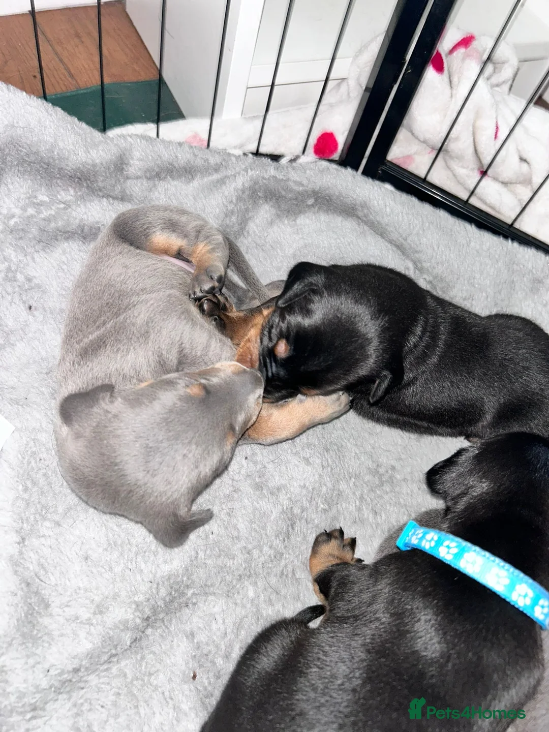 Dobermann dogs for sale: ⭐️⭐️⭐️⭐️⭐️ KC Reg European Dobermann puppies - Advert 1