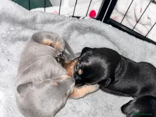 Dobermann dogs ⭐️⭐️⭐️⭐️⭐️ KC Reg European Dobermann puppies - Advert 5