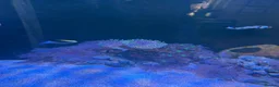 Other/Mixed Breed fish for sale:  Marine Tank Shutdown – Full Livestock Package  in London - Advert 5