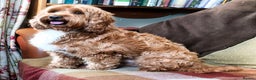 Australian Labradoodle dogs for stud: Australian Cobberdog Stud dog from Australia  - Advert 2
