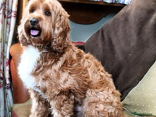 Australian Labradoodle dogs Australian Cobberdog Stud dog from Australia - Advert 1