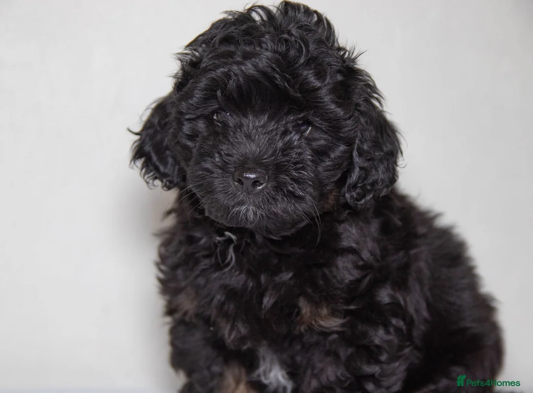 Havapoo dogs for sale: 3 Havapoo. 5 star breeder. - Advert 24