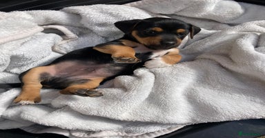 Jack Russell dogs - Advert 7