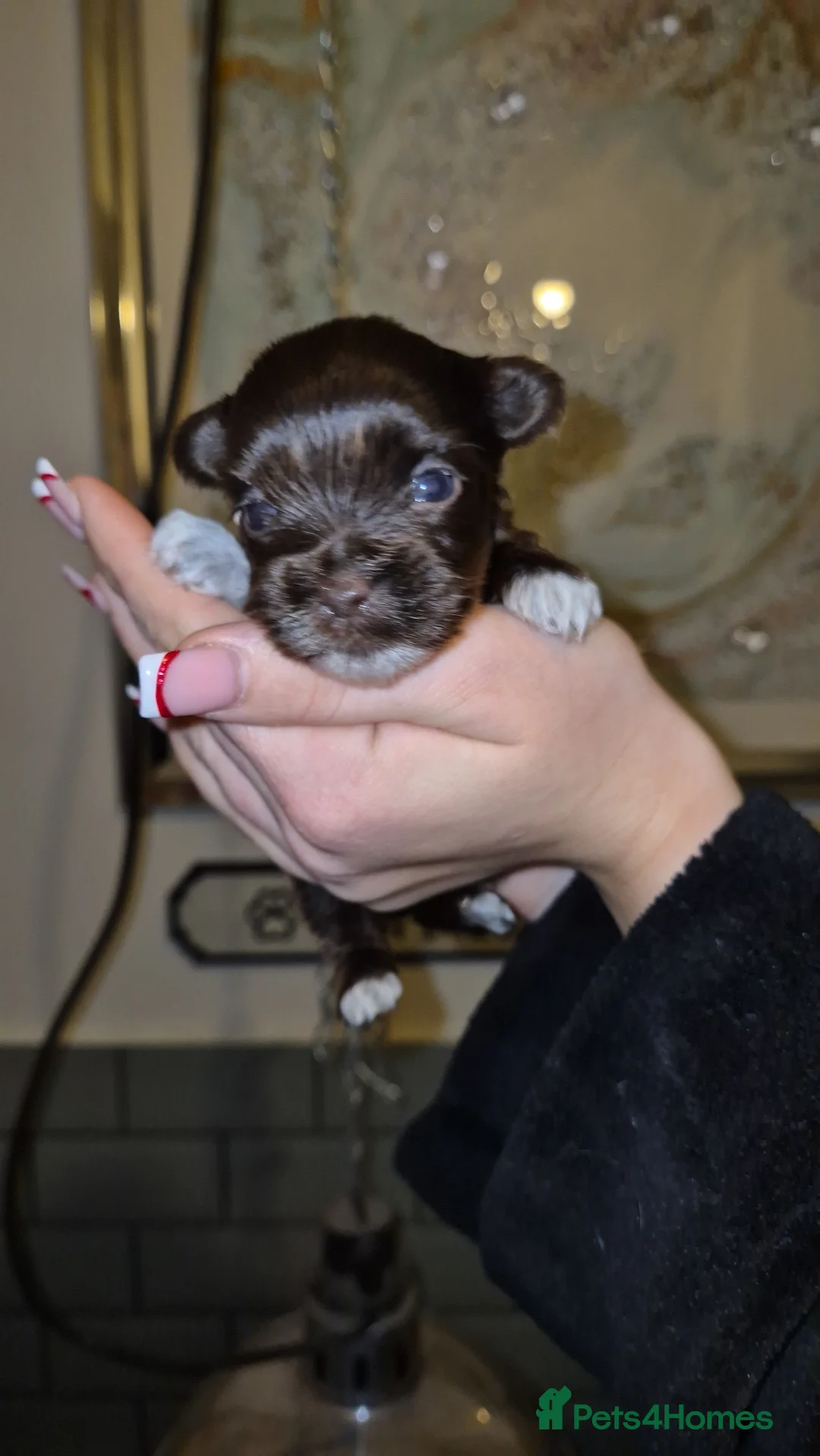 Yorkshire Terrier dogs for sale: REDUCED LAST 2 BOYS  - Advert 6