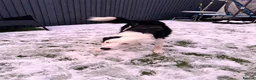 Border Collie dogs for sale: Border Collie Male 3 Years Old in Hull - Advert 8
