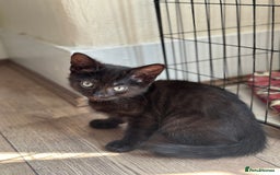 Mixed Breed cats for sale: ❤️ Burmese/White Russian Mixed (kittens) 4 Left - Image 12