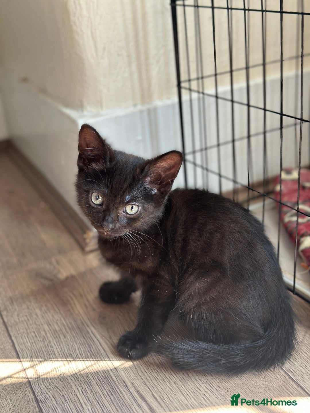 Mixed Breed cats for sale: ❤️ Burmese/White Russian Mixed (kittens) 4 Left - Image 12