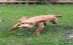 Cocker Spaniel dogs for sale: Cocker Spaniel puppies for sale - Image 13
