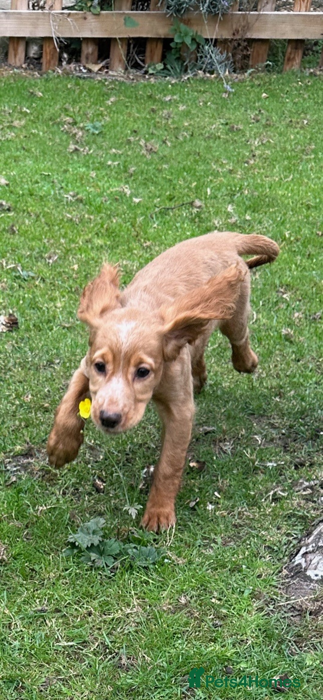 Cocker Spaniel dogs for sale: Cocker Spaniel puppies for sale - Image 13