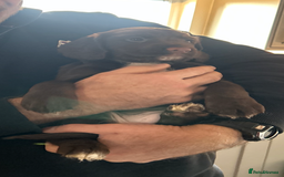 Sprocker dogs for sale: Beautiful Sprocker Puppies - Advert 7