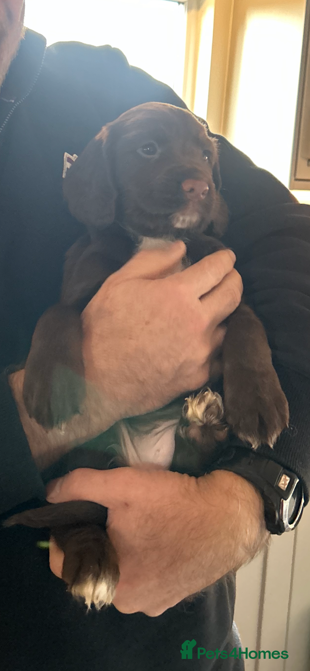 Sprocker dogs for sale: Beautiful Sprocker Puppies - Advert 7