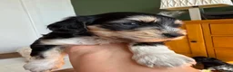 Mixed Breed dogs for sale: Mauxie-poo in Liverpool - Advert 4