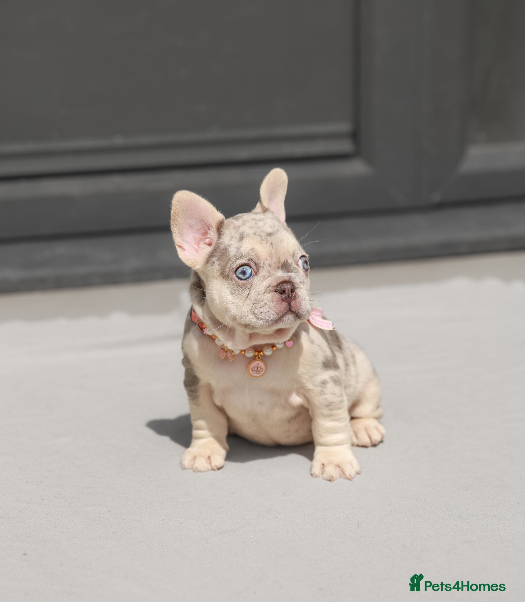 French Bulldog dogs !! REDUCED !! Beautiful KC Frenchie Puppies  - Advert 2