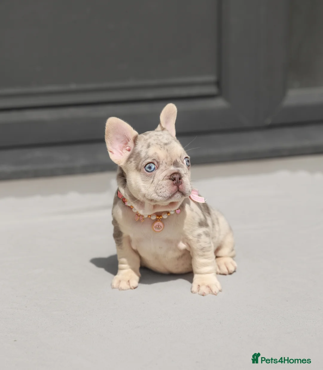 French Bulldog dogs for sale: !! REDUCED !! Beautiful KC Frenchie Puppies  - Advert 2