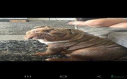 Mixed Breed dogs for sale: Mini bully's  - Image 3