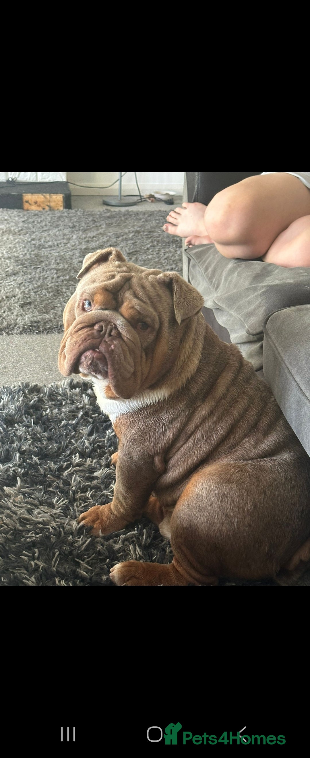 Mixed Breed dogs for sale: Mini bully's  - Image 3