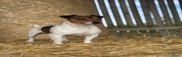 Jack Russell dogs for stud: Stunning Small Jack Russell Standing at Stud in Ripon - Advert 4