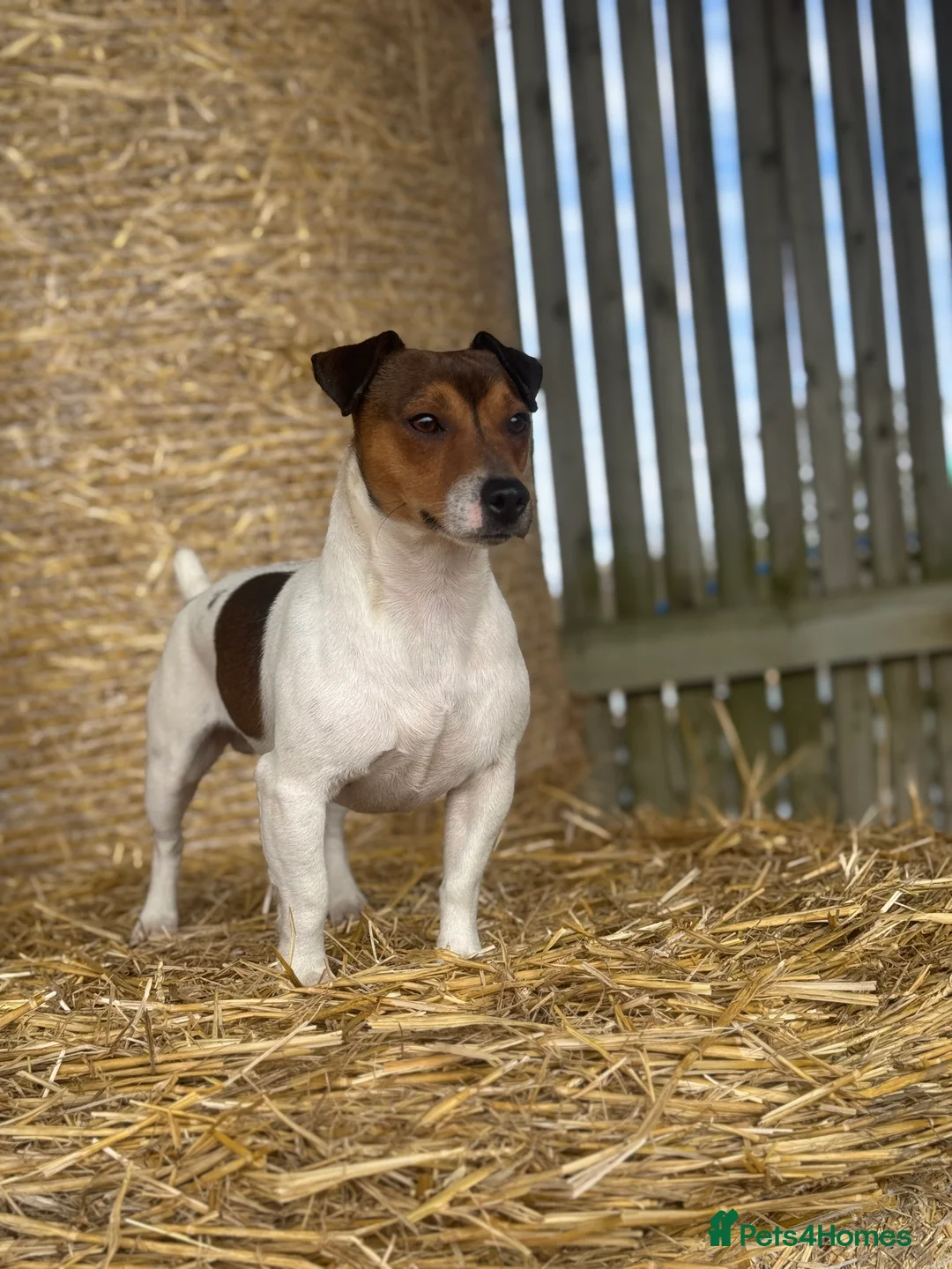 Jack Russell dogs for stud: Stunning Small Jack Russell Standing at Stud in Ripon - Advert 4