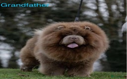 Chow Chow dogs for sale: 🔥 UK best Lilac platinum 🧸 chow chows KC  - Image 13
