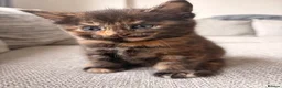 British Shorthair cats for sale: Beautiful BSH X Maine coon babies - Advert 23
