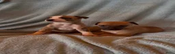 Whippet dogs for sale: Gorgeous well natured whippet puppies  - Advert 9